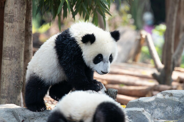 Little Panda in Chengdu Panda Base, china