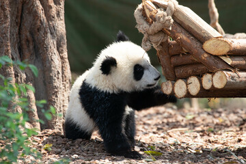 Little Panda in Chengdu Panda Base, china