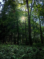 Fototapeta premium _cuva