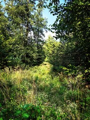 morning in the woods