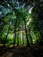 sun rays in the forest