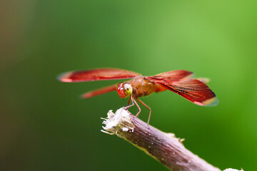 Indonesian red winged dragonfly