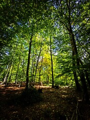 forest in the morning