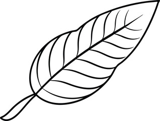 Thin Line Tamarind Leaf Vector Drawing for Botanical Illustration Art





