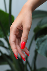 Red shiny and sexy manicure gel polish.
Woman manicured hands, stylish red nails