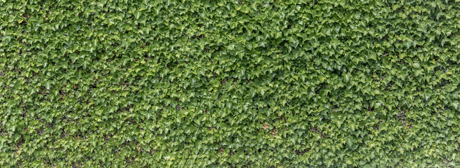 Panoramic texture of a wall entangled with natural green ivy plants