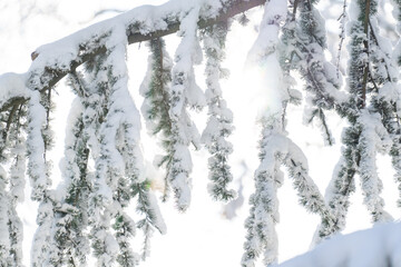 Snow covered trees. Winter forest