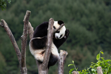 Happy Little Panda on the High Tree in Wolong Panda base, China