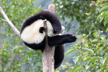 Happy Little Panda on the High Tree in Wolong Panda base, China