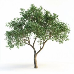 Obraz premium A single green tree with a brown trunk and branches isolated on a white background.