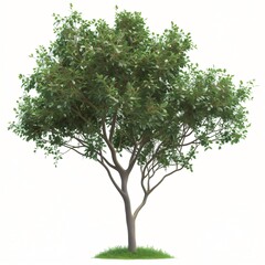 A single green tree with a thick trunk and branches isolated on a white background.