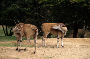 Elan du Cap, Taurotragus oryx, Kenya