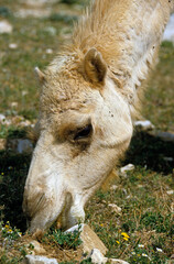 Dromadaire, Camelus dromedarius, Maroc