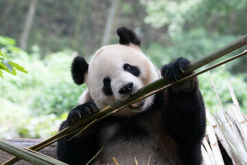 Female Panda , Fei Fei , Panda Paradise