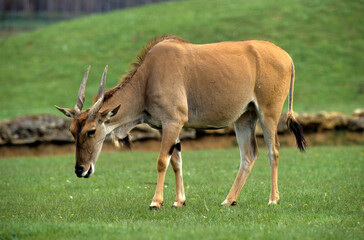 Elan du Cap, Taurotragus oryx, Kenya