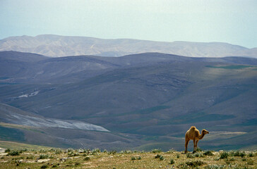 Dromadaire, Camelus dromedarius, N&eacute;guev, Isra&eacute;l