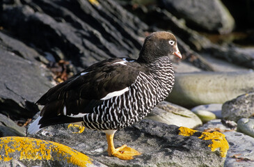 Ouette marine, male, Chloephaga hybrida malvinarum, Iles Falkland, Malouines