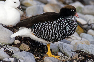 Ouette marine, male, Chloephaga hybrida malvinarum, Iles Falkland, Malouines
