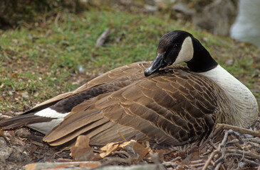 Bernache du Canada,.Branta canadensis, Canada Goose