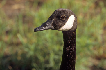 Bernache du Canada,.Branta canadensis, Canada Goose