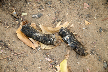 fossa, crotte, cryptoprocta ferox, Madagascar