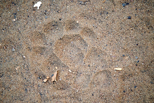 fossa, trace, cryptoprocta ferox, Madagascar