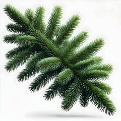 Obraz premium Close-Up of Evergreen Pine Branch with Needles, Isolated on White Background, Perfect for Christmas Decorations, Winter Holiday Designs, Natural Forest Elements