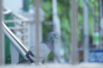 pigeon on the fence