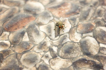 a fly resting on the rocky ground.