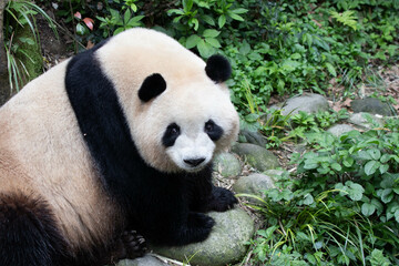 Close up female Panda, Mei Lan aka Rou Rou, panda Paradise
