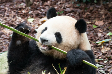 Close up female Panda, Mei Lan aka Rou Rou, panda Paradise
