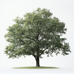 high resolution photograph of an entire nature broadleaf tree on turnaround page, white background