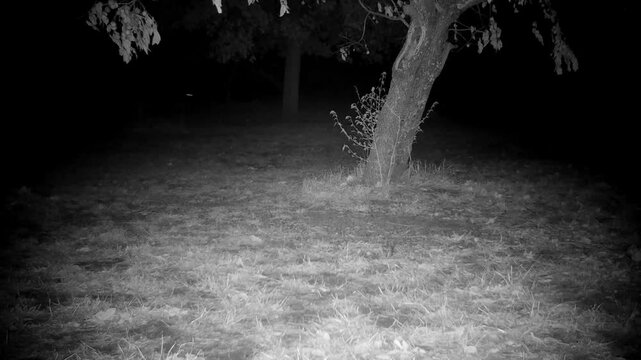 Three coyotes running through a backyard at night, with loud yipping