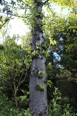 Fototapeta premium Tree in Iceland, Esja