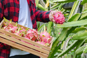Asian organic dragon fruit gardener is looking after, picking and harvesting ripe dragon fruits in...