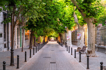 Schöne Straße Allee mit vielen Bäumen und Baumtunnel in Sóller auf Mallorca Spanien