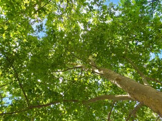 tree in the woods