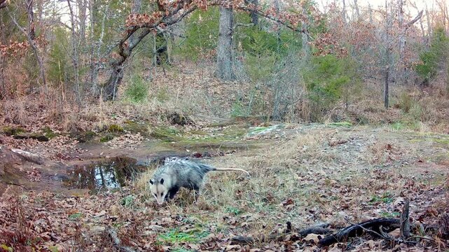 Virginia opossum looking for food on a winter evening