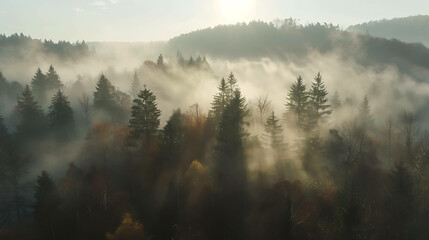 An aerial view of a misty forest with sun rays shining through the trees.