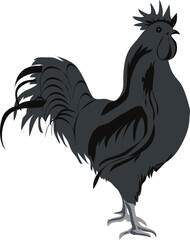 ayam cemani or chicken clipart or illustration isolated on a transparent background.