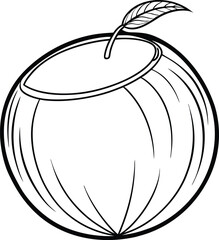 Coconut fruit vector illustration on black and white.