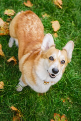 beautiful corgi dog in the autumn park