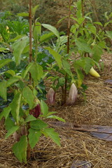 plants d'aubergines violettes et striées cultivées en permaculture biologique 