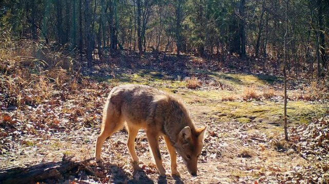 A well fed coyote walking around a small opening in winter sun