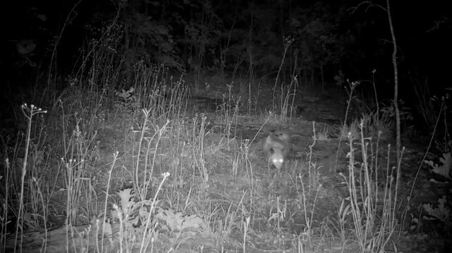 Virginia opossum carrying her babies on her back at night