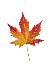Fototapeta premium Vibrant Autumn Leaf with Blended Red, Orange, and Yellow Hues on Transparent Background
