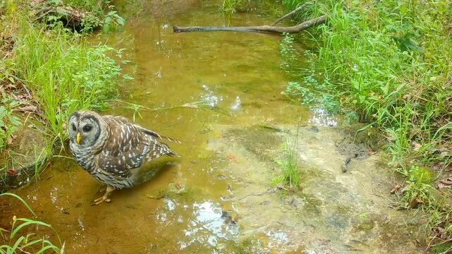 Barred owl drinking in a shallow creek in daytime , with a Blue Jay screeching LOUD warning