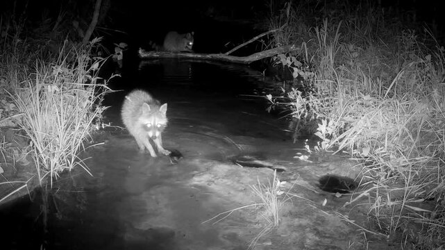 Raccoon kit playing with a piece of wood in a small creek at night