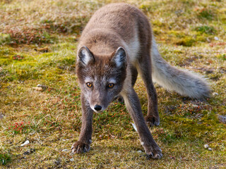 Arctic Fox Cub during the Summer, Gn&aring;lodden, Hornsund fjord, Spitzbergen, Svalbard