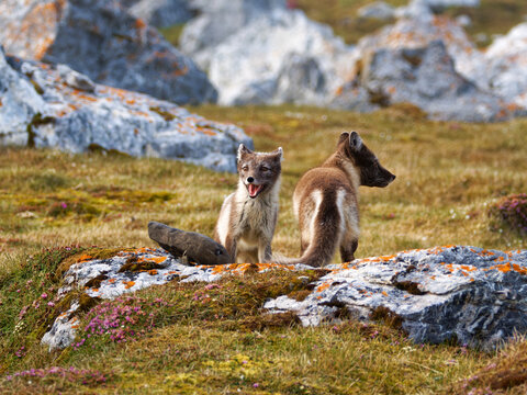 Arctic Fox Cubs during the Summer, Gn&aring;lodden, Hornsund fjord, Spitzbergen, Svalbard